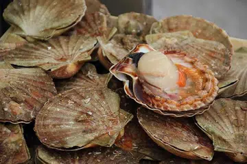 Kulit keras makanan laut