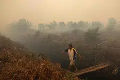 Seorang lelaki melintasi kawasan perladangan yang diselubungi asap kebakaran di Indonesia. Pengeluar minyak sawit Bumitama Agri dikaitkan dengan kawasan perladangan Indonesia yang dikesan mengalami kebakaran dan mengeluarkan asap, menurut siasatan Greenpeace.