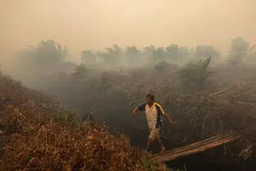 Seorang lelaki melintasi kawasan perladangan yang diselubungi asap kebakaran di Indonesia. Pengeluar minyak sawit Bumitama Agri dikaitkan dengan kawasan perladangan Indonesia yang dikesan mengalami kebakaran dan mengeluarkan asap, menurut siasatan Greenpeace.