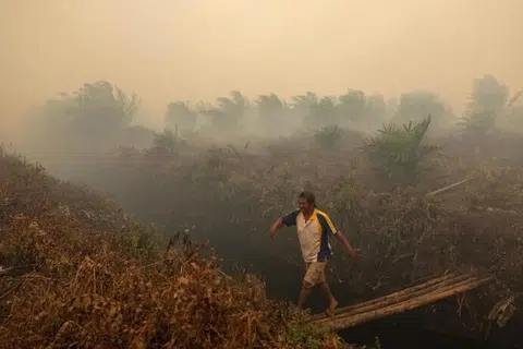 Seorang lelaki melintasi kawasan perladangan yang diselubungi asap kebakaran di Indonesia. Pengeluar minyak sawit Bumitama Agri dikaitkan dengan kawasan perladangan Indonesia yang dikesan mengalami kebakaran dan mengeluarkan asap, menurut siasatan Greenpeace.