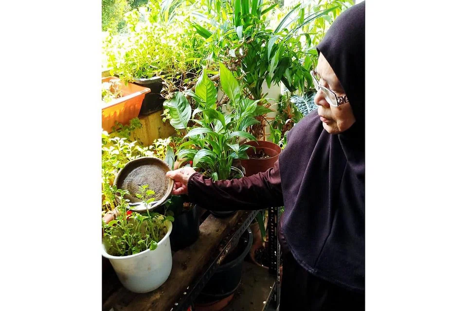 PANTAU SENTIASA: Cik Kamisah sentiasa memantau pasu-pasu bunganya bagi memastikan tiada tiada takungan air. - Foto ihsan KAMISAH KASSIM