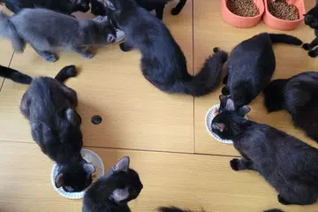 Sebanyak 45 kucing tidak dikembirikan dan pemilik menerima aduan daripada jiran kerana bau yang tidak menyenangkan daripada unit tersebut.