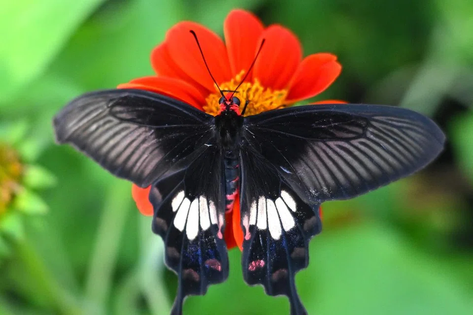Keindahan rama-rama di sebuah taman di Thailand.