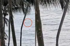 Sentosa, buaya, pantai, ditutup
