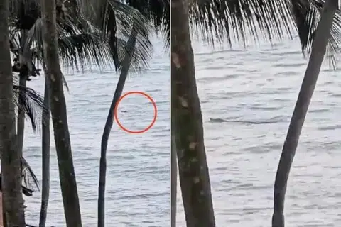 Sentosa, buaya, pantai, ditutup