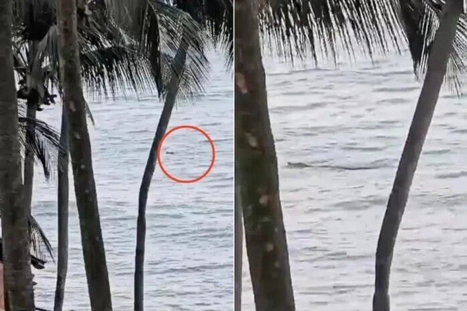 Sentosa, buaya, pantai, ditutup