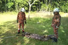 Ular sawa batik kekenyangan selepas membaham tiga kambing milik penduduk di Kampung Ngangah, Kuala Krai, Kelantan.