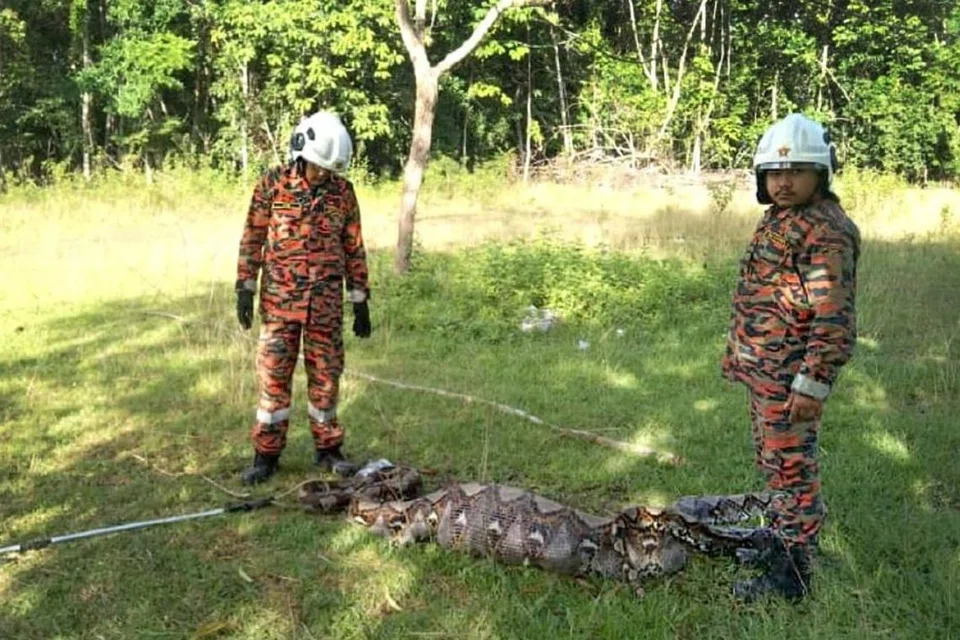 Ular sawa batik kekenyangan selepas membaham tiga kambing milik penduduk di Kampung Ngangah, Kuala Krai, Kelantan.