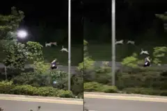 PECUT LARI: Seorang individu yang sedang berlari-lari anak di sepanjang Pasir Ris Drive 3 dikejar anjing liar.