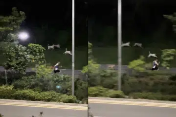 PECUT LARI: Seorang individu yang sedang berlari-lari anak di sepanjang Pasir Ris Drive 3 dikejar anjing liar.