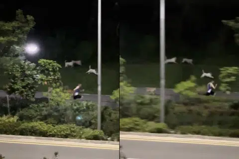 PECUT LARI: Seorang individu yang sedang berlari-lari anak di sepanjang Pasir Ris Drive 3 dikejar anjing liar.