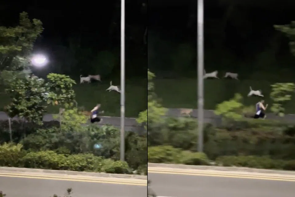 PECUT LARI: Seorang individu yang sedang berlari-lari anak di sepanjang Pasir Ris Drive 3 dikejar anjing liar.
