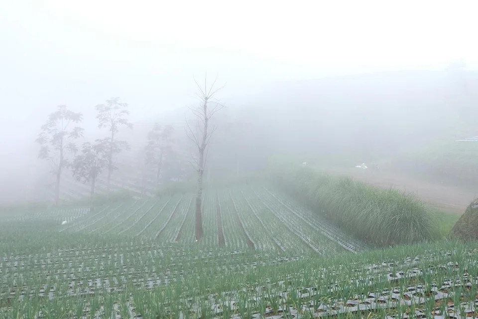 Ladang daun bawang diselimuti kabus dan awan di lereng Gunung Sumbing.