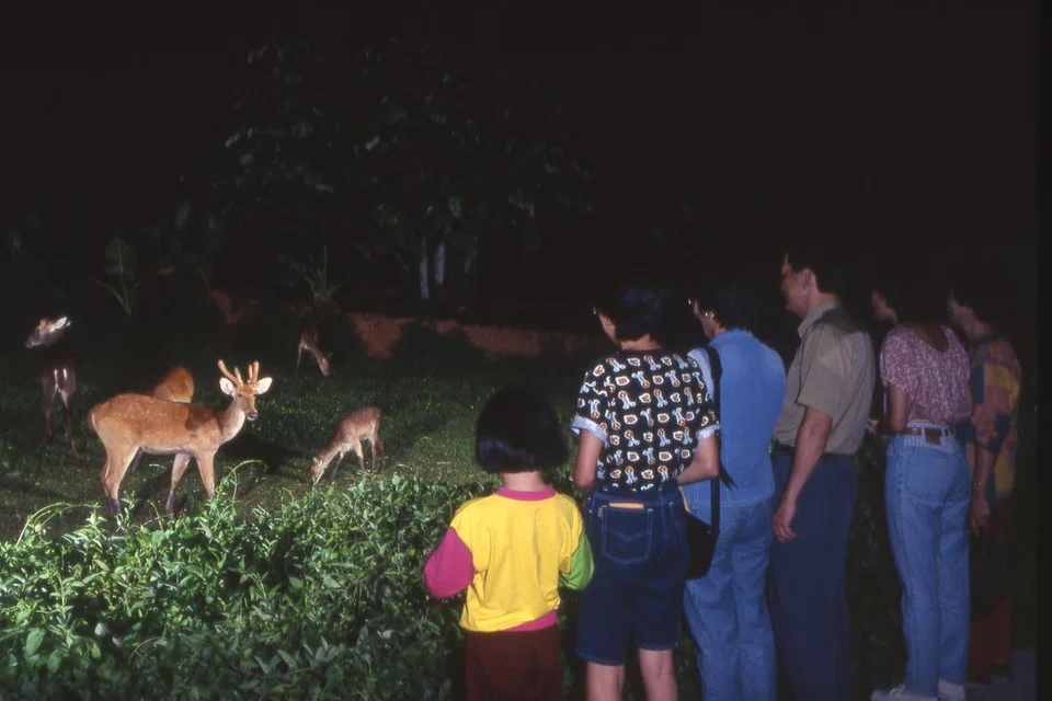 Safari Malam