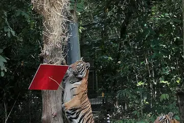 ARCA SENI HARIMAU: Jejak AR-mazing Tiger Trail 2022 oleh Dana Kehidupan Liar Sedunia Singapura (WWF-Singapura) akan memaparkan 33 arca seni harimau yang sebesar saiz sebenar haiwan tersebut dari 26 Februari hingga 9 April. - Foto SPH