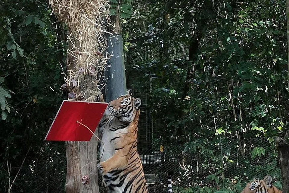 ARCA SENI HARIMAU: Jejak AR-mazing Tiger Trail 2022 oleh Dana Kehidupan Liar Sedunia Singapura (WWF-Singapura) akan memaparkan 33 arca seni harimau yang sebesar saiz sebenar haiwan tersebut dari 26 Februari hingga 9 April. - Foto SPH