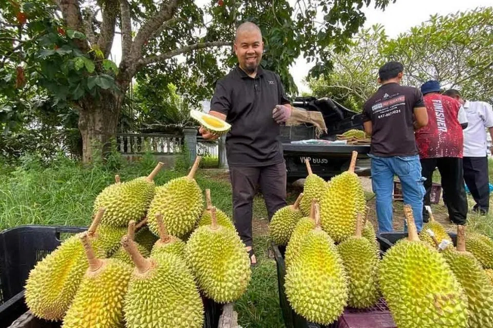 Encik Ahmad Maher menunjukkan isi durian, Meskipun durian ‘musang king’ dijual serendah RM20 ($6) sekilogram sejak lima tahun lalu, namun jualannya tahun ini dikatakan hambar dan tidak semeriah musim-musim terdahulu.