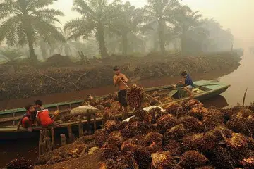  Seorang pekerja memunggah kelapa sawit di sebuah ladang minyak kelapa sawit di Peat Jaya di wilayah Jambi pada September. Petani kecil-kecilan Indonesia dibenarkan menggunakan kaedah tebang dan bakar bagi penanaman sehingga dua hektar tanah hutan. Gambar REUTERS