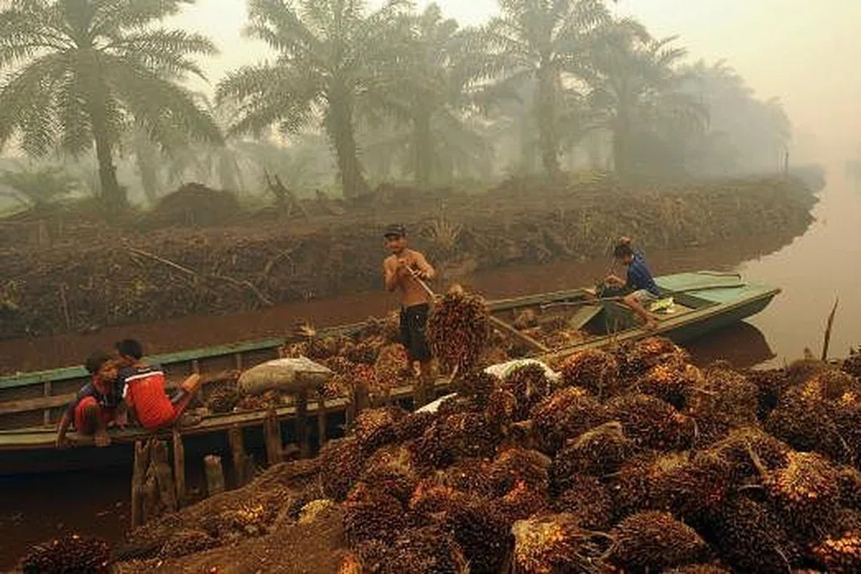  Seorang pekerja memunggah kelapa sawit di sebuah ladang minyak kelapa sawit di Peat Jaya di wilayah Jambi pada September. Petani kecil-kecilan Indonesia dibenarkan menggunakan kaedah tebang dan bakar bagi penanaman sehingga dua hektar tanah hutan. Gambar REUTERS