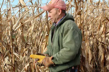 HADAPI MASALAH BERGANDA: Petani ladang jagung dan kacang soya di Eldon, Iowa, Encik Don Swanson, bersiap menuai tanaman jagungnya sedang beliau dan rakan-rakan petani yang lain berdepan kesan daripada cuaca buruk yang melanda Amerika dan perang dagang negara itu dengan China. - Foto REUTERS
