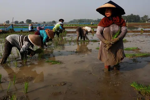 petani indonesia, el nino, tanaman, kemarau, cuaca, padi, sawah, beras,