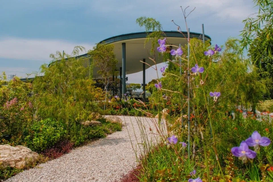 Taman hujan seluas padang bola keranjang di Gardens by the Bay dipenuhi dengan tumbuhan tahan banjir.