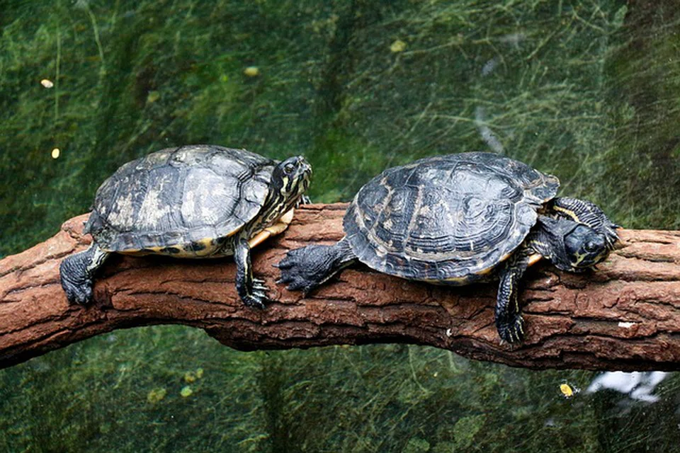 KURA-KURA COMEL: Di  Taman Haiwan Zoologischer Garten, anda juga boleh temui binatang comel seperti kura-kura yang merangkak di dahan.