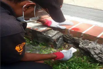 Sebuah pengawal perosak mencari sarang dan lubang tikus di Choa Chu Kang. Majlis Bandaran Choa Chu Kang memulakan program pembasmian tikus yang dipanggil program 'Rat Attack' bersama Agensi Sekitaran Kebangsaan (NEA) pada 2014, untuk mengurangkan jumlah tikus. 