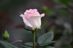 Mawar tanda kasih