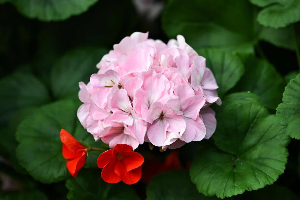 Bunga Geranium berwarna merah jambu adalah antara bunga yang dipilih bagi pameran, ‘Impressions of Monet: The Garden’ di Flower Dome.