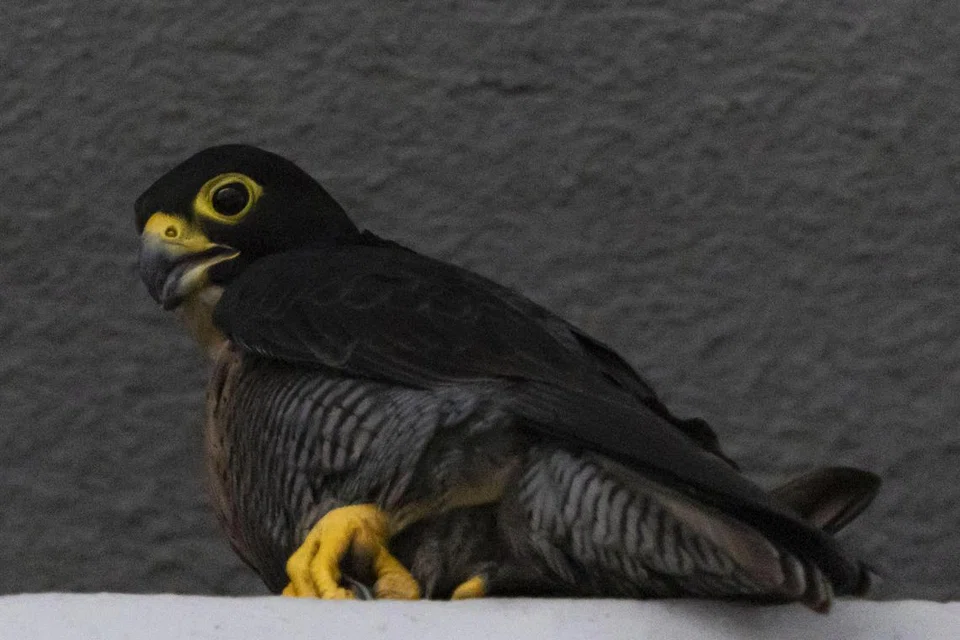 Gambar burung falkon peregrine betina yang dirakam ketika ia menghinggap di sebuah  sudut di tingkat 34 bangunan Pusat OCBC pada 22 November.
