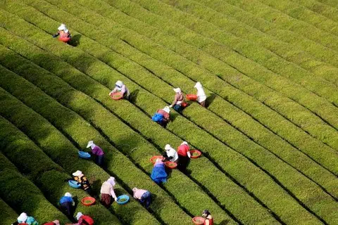 Kebun teh hijau merupakan salah satu tempat yang boleh dikunjungi pengembara apabila bercuti ke Korea Selatan.