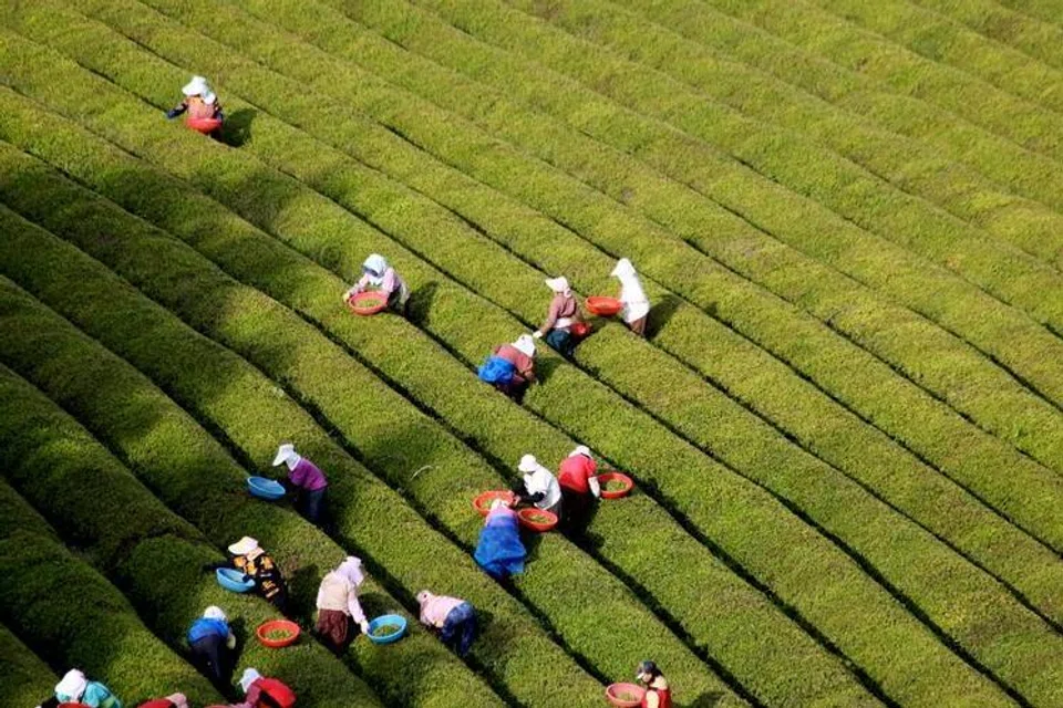 Kebun teh hijau merupakan salah satu tempat yang boleh dikunjungi pengembara apabila bercuti ke Korea Selatan.