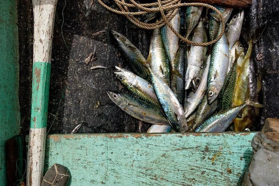 Bekalan ikan di Malaysia yang berkurangan dijangka akan kembali pulih pada bulan ini. 
