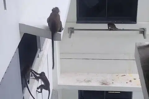 Monyet ekor panjang memanjat Blok 433B, Northshore Drive, pada pertengahan April dengan ada yang berjaya memasuki flat melalui tingkap yang tidak dikunci dan mengeledah dapur.