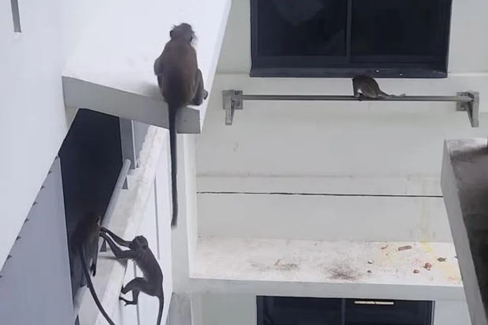 Monyet ekor panjang memanjat Blok 433B, Northshore Drive, pada pertengahan April dengan ada yang berjaya memasuki flat melalui tingkap yang tidak dikunci dan mengeledah dapur.