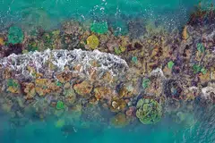 KIAN PULIH: Kawasan rumput laut dan batu karang tumbuh secara meluas di sepanjang beberapa tembok laut antara 1993 dan 2018 di Singapura. - Foto NATHANIEL SOON 