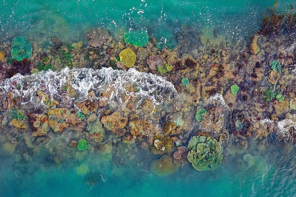 KIAN PULIH: Kawasan rumput laut dan batu karang tumbuh secara meluas di sepanjang beberapa tembok laut antara 1993 dan 2018 di Singapura. - Foto NATHANIEL SOON 