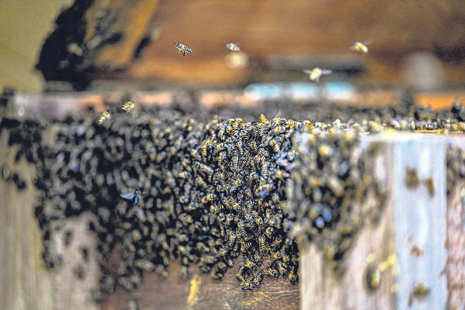 HASIL TERJEJAS: Penghasilan madu lebah dari pokok Sidr di Yaman terjejas sejak beberapa tahun akibat perubahan iklim. Petani dan penternak lebah Yaman dikatakan antara yang paling terjejas dan tidak bersedia menghadapai perubahan iklim. - Foto AFP