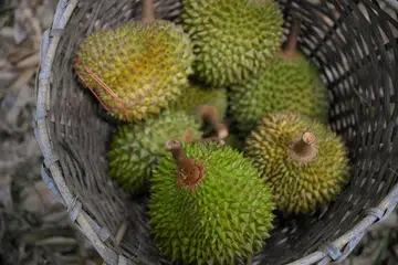 Bau durian yang tajam dan menyengat sering disamakan oleh ramai orang dengan bau sampah busuk atau kebocoran gas, namun peminat setia tetap menggemarinya dan menggelarnya sebagai “raja buah”.