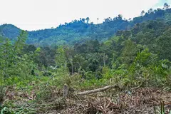Pahang, durian, hektar