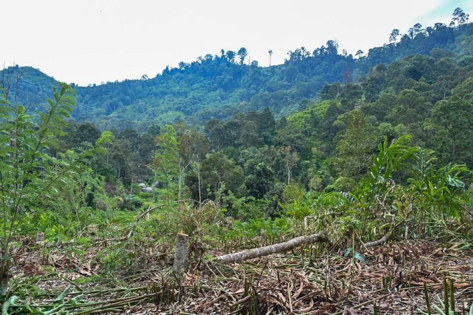Pahang, durian, hektar