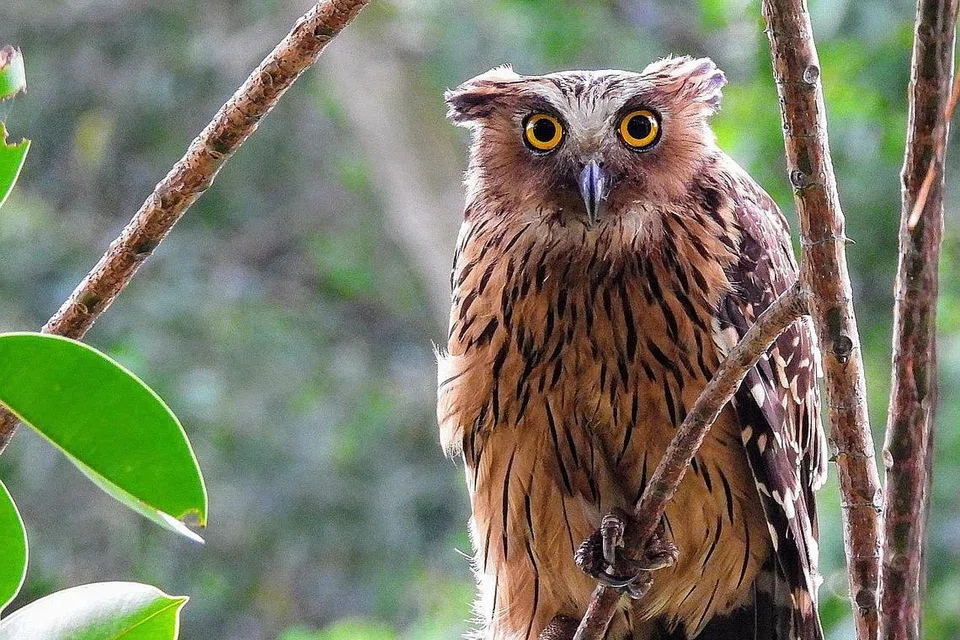 Burung hantu ikan Melayu. - Foto-foto: WWF-SINGAPURA, MANDAI WILDLIFE GROUP, NPARKS
