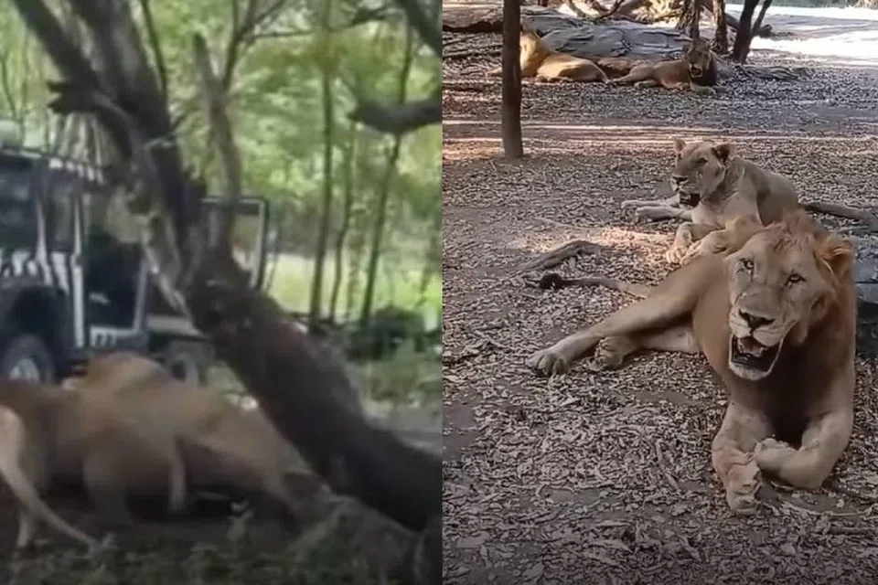 Paparan skrin daripada video yang dikongsi di media sosial menunjukkan insiden seorang penjaga zoo maut diserang singa di sebuah zoo di Thailand pada 10 September.