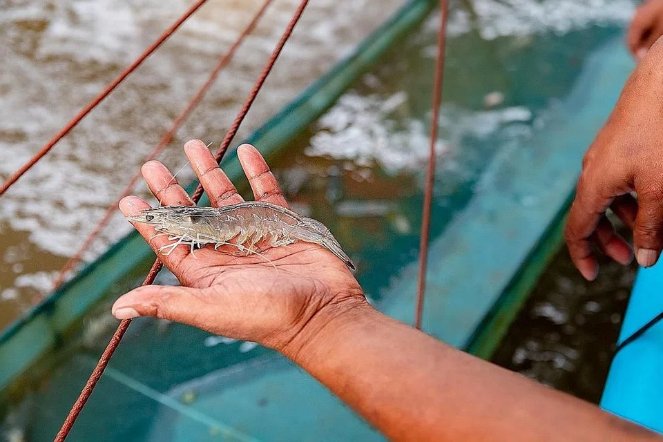 JAGA KESIHATAN UDANG: Doctor Shrimp Academy juga akan mempunyai sebuah klinik yang akan membaiki kesihatan udang agar ia menghalang jangkitan hadapan. - Foto DOCTOR SHRIMP ACADEMY AND CLINIC