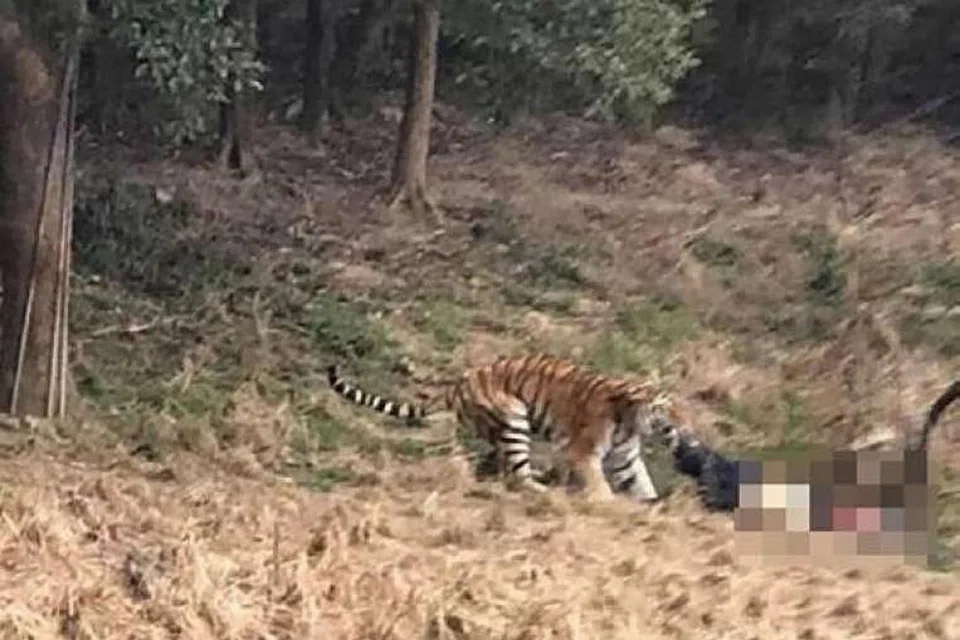 Lelaki itu diheret oleh harimau dalam kandang di Zoo Ningbo Youngor. PHOTO: SCREENGRAB DARI VIDEO