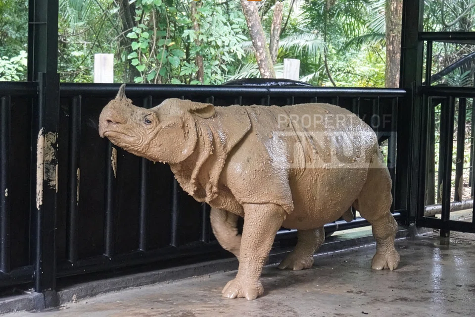 Musofa, salah  satu badak Jawa jantan terakhir di dunia, mati tidak lama selepas pemindahan ari habitat liar ke Kawasan Kajian dan Pemuliharaan Badak Jawa di Taman Negara Ujung Kulon, Banten, sebahagian daripada usaha menyelamatkan spesies yang kritikal terancam. Taman Negara Ujung Kulon memaklumkan badak tersebut mati pada 7 November, dua hari selepas tiba di pusat pemuliharaan itu.