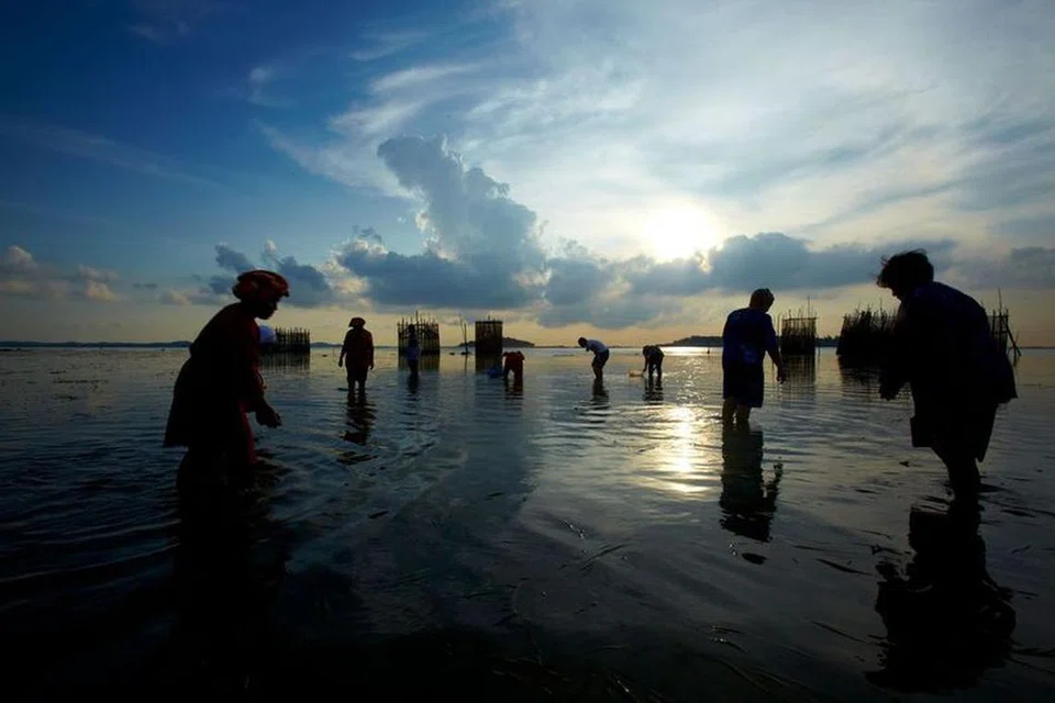 Gambar ini memaparkan orang mencari kerang di Kepulauan Riau.