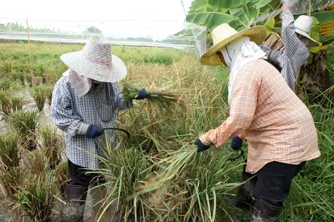 LANGKAH JIMAT AIR: Jangkaan buruk tentang kemarau mendorong pihak berkuasa Thailand meminta petani membataskan penanaman padi bagi mengurangkan penggunaan air.  