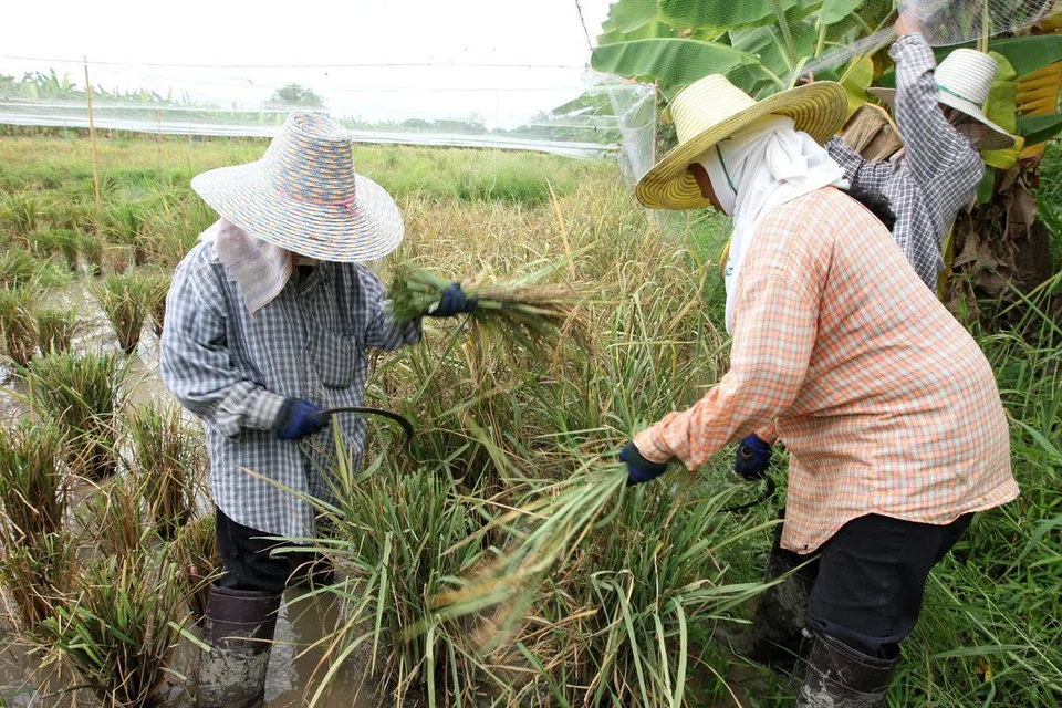 LANGKAH JIMAT AIR: Jangkaan buruk tentang kemarau mendorong pihak berkuasa Thailand meminta petani membataskan penanaman padi bagi mengurangkan penggunaan air.  